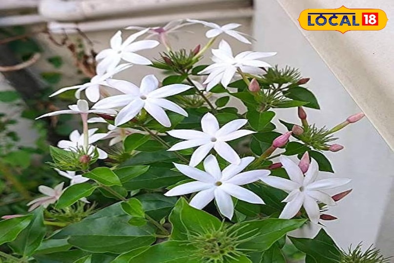 गार्डेनिंग टिप्स 