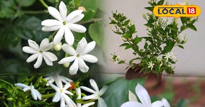 जूही पौधा 