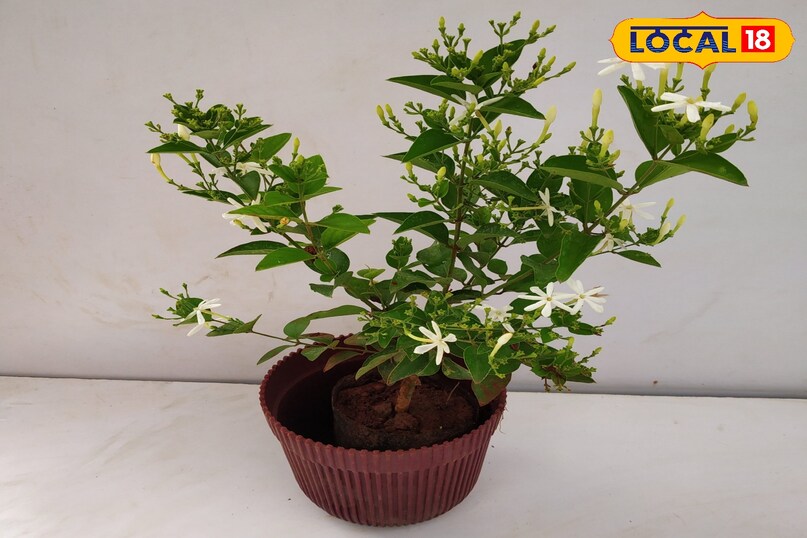 गार्डेनिंग टिप्स 