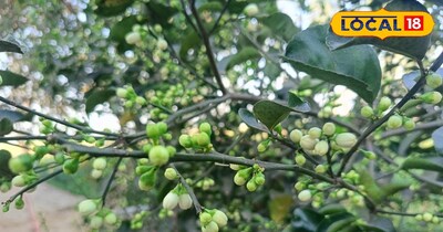 नींबू की खेती 