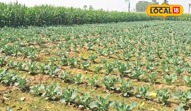 अररिया में सब्जी की खेती से किसानों की बढ़ी आमदनी, 90 दिन में लाखों का मुनाफा.