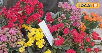 इनडोर प्लांट कलांचो!