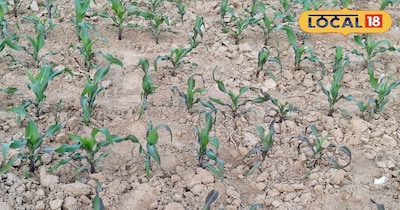 मक्के की खेती.