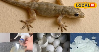 छिपकली भगाने के उपाय 