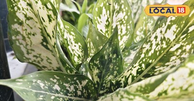 एग्लोनिमा कि पौधा