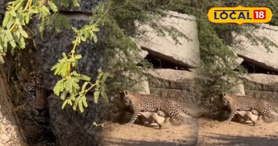 लेपर्ड का लाइव शिकार