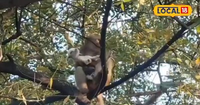 बकरी के बच्चे को उठाकर पेड़ पर चढ़ा बंदर 