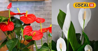 इसका खास पौधे का नाम पीस लिली और एंथोरियम है. 