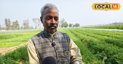 carrot cultivation