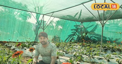 जमशेदपुर के सुमित ने बंजर जमीन पर उगाए जरबेरा फूल, साल भर डिमांड से छाप रहे लाखों नोट.
