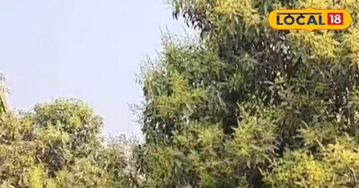 आम के मंजर