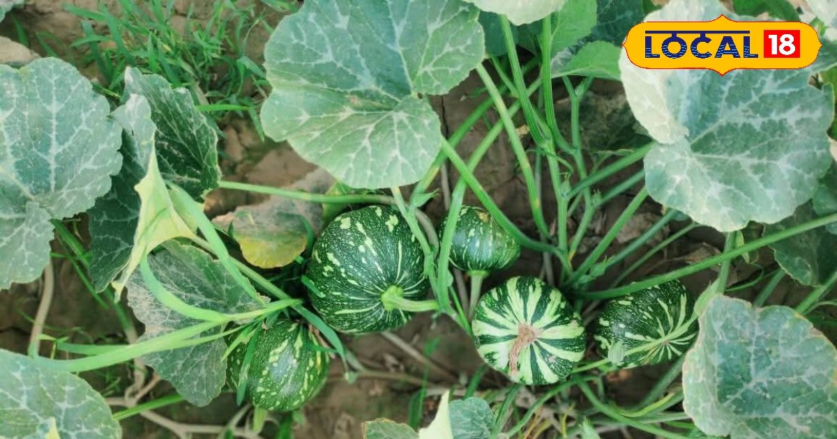 मार्च में बो दें भरपूर धूप लगने वाली ये फसल, 90 दिन में खेत से निकलेगा सोना!