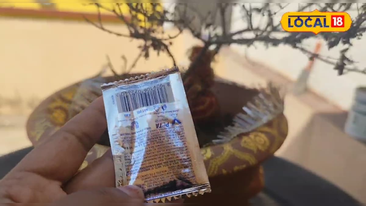 सूख रही है तुलसी? यह छोटा सा उपाय पौधे को बनाएगा हरा-भरा