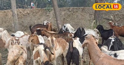 बकरी पालन बना कमाई की मशीन, अशोक पाल रोज कर रहे 50 लीटर दूध की बिक्री, कर ली लाख