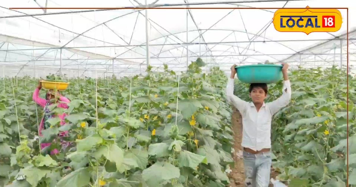 खाली खेत में बोएं ठंडक वाली फसल, 90 दिन में कमाएं लाखों! इन वैरायटी से होगा बंपर प्रोडक्शन