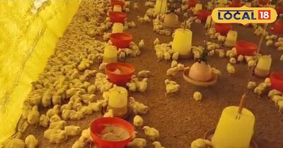 मुर्गी पालन