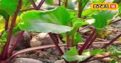 चुकंदर सेहत के लिए होता है नुकसानदायक।