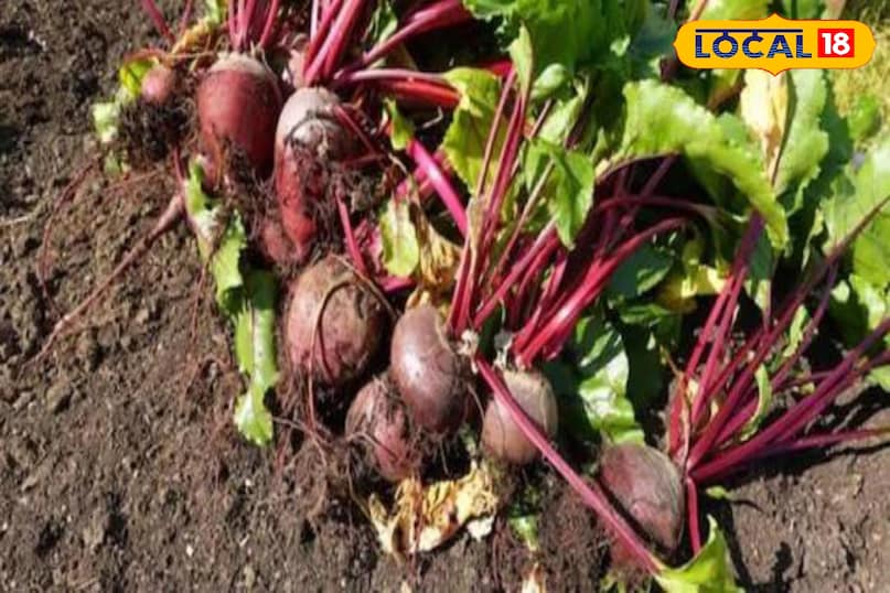 Moradabad news, hindi news, local news, up news, मुरादाबाद समाचार,हिंदी समाचार, लोकल समाचार,यूपी समाचार।