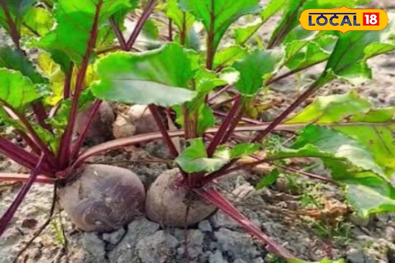 Moradabad news, hindi news, local news, up news, मुरादाबाद समाचार,हिंदी समाचार, लोकल समाचार,यूपी समाचार।