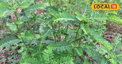 भूमि आंवला कई बीमारियों में है फायदेमंद