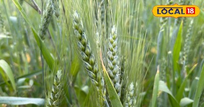 फूल आने के समय यह रोग तेजी से सक्रिय होता है.