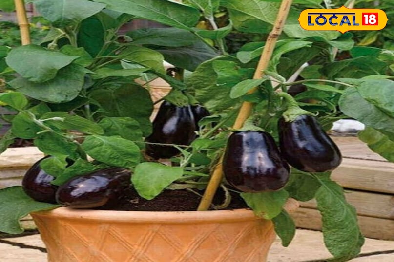 बैंगन बैंगन की कई किस्में मार्च में लगाई जा सकती हैं। यह एक ऐसी सब्जी है जो लंबे समय तक फल देती रहती है। बैंगन के पौधों को कीड़ों से बचाने के लिए नीम के तेल का छिड़काव करना फायदेमंद रहता है।