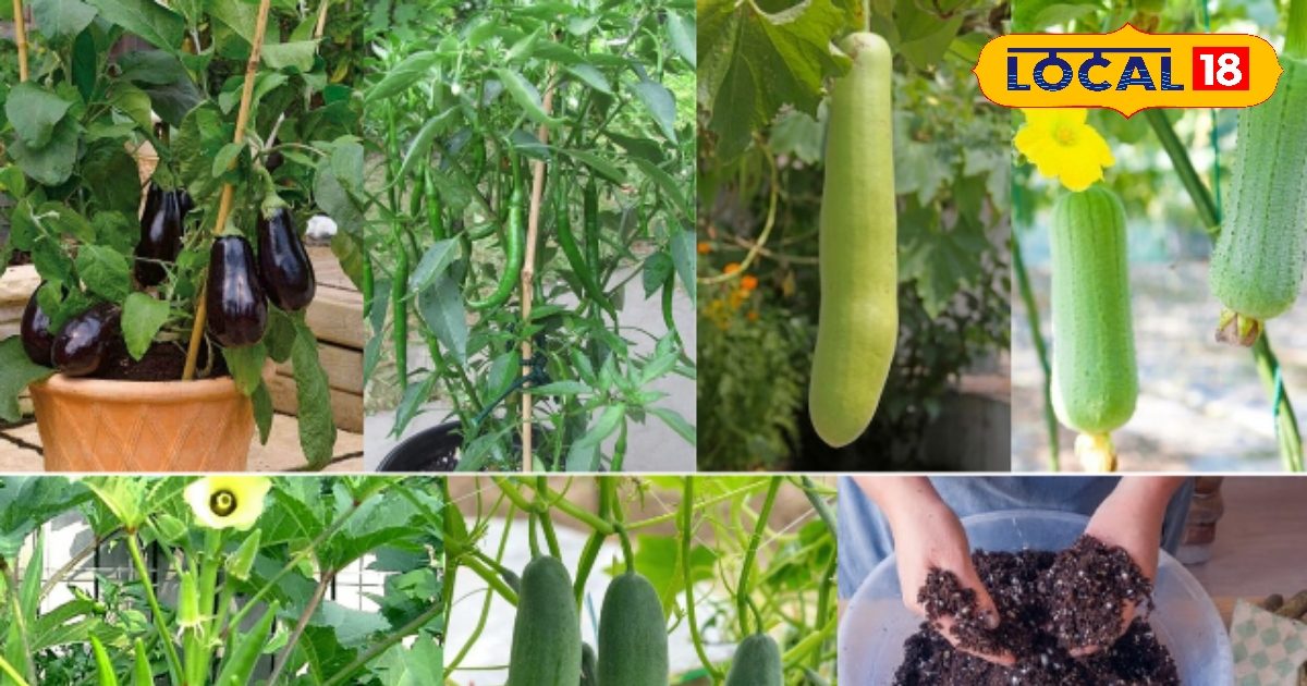 मार्च में ही बो दें इन 5 सब्जियों के बीज, पूरी गर्मी नहीं जाना पड़ेगा बाजार