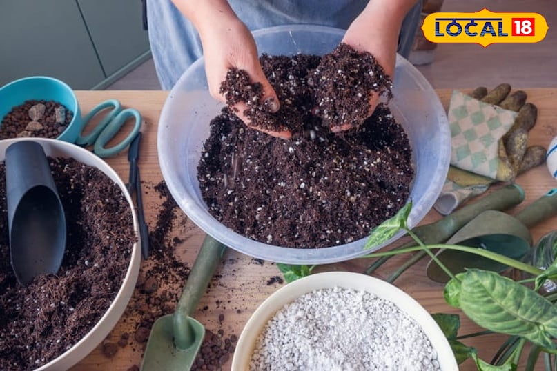 मिट्टी की तैयारी के लिए सुझाव पौधों के अच्छे विकास के लिए मिट्टी में 40% पुरानी गोबर की खाद या वर्मीकम्पोस्ट जरूर मिलाएं। चूंकि अब तापमान बढ़ेगा, इसलिए शाम के समय पानी देना पौधों की सेहत के लिए बेहतर रहता है। 