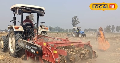 आलू की खुदाई 