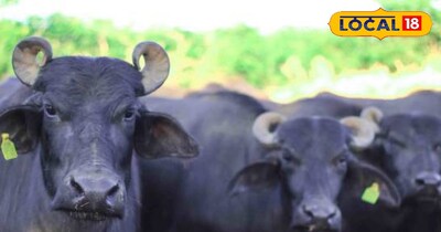 सरकार 75 फीसदी तक सब्सिडी दे रही है.