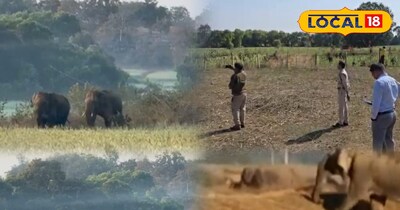 हाथी मौज में ग्रामीण खौफ में, रीवा से मऊगंज तक छत्तीसगढ के हाथियों की दहशत.