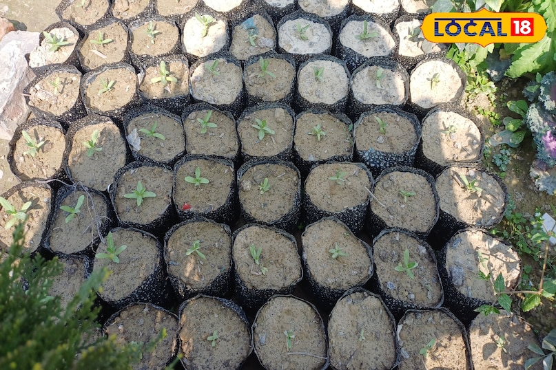 गमला गमला