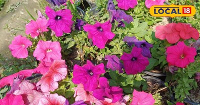 गमलों की मिट्टी ऐसे बनाएं दमदार, फूल-फल देंगे भरपूर उत्पादन