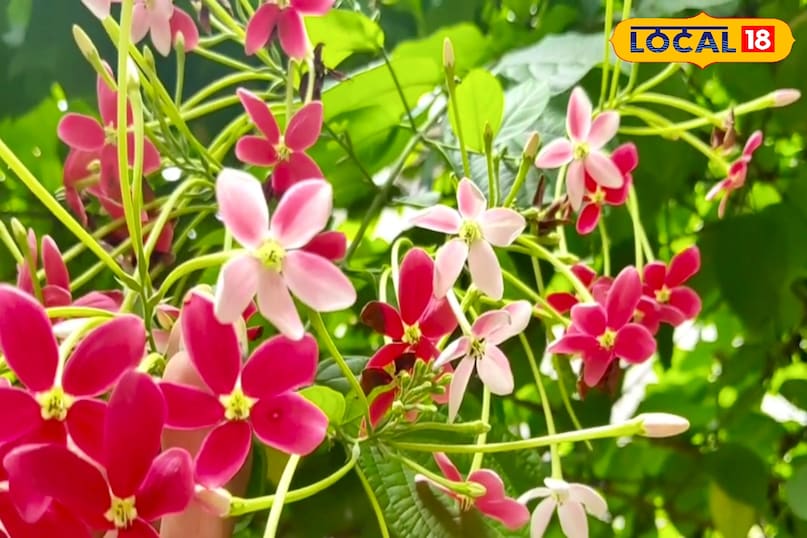 आगे कहा कि मार्च में गोबर खाद, वर्मीकमपोस्ट या एनपीके 10-10-10 जैसे गोबर खाद डालें। ज्यादातर सब्जियों वाली खाद से बने पौधे तो बहुत स्वादिष्ट होते हैं लेकिन फूल कम आते हैं। महीने में एक बार जैविक खाद देना बेहतर रहता है। आगे कहा कि मार्च में गोबर खाद, वर्मीकमपोस्ट या एनपीके 10-10-10 जैसे गोबर खाद डालें। ज्यादातर सब्जियों वाली खाद से बने पौधे तो बहुत स्वादिष्ट होते हैं लेकिन फूल कम आते हैं। महीने में एक बार जैविक खाद देना बेहतर रहता है।