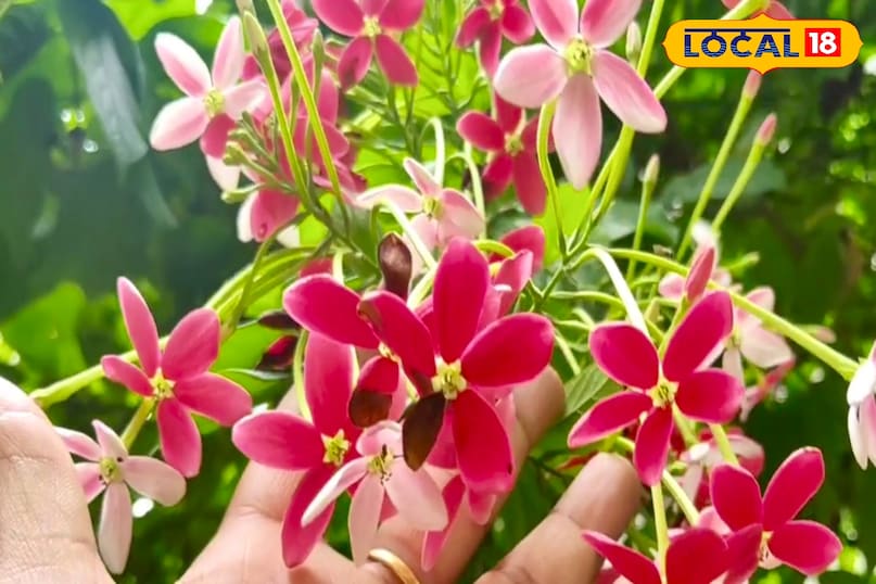 उन्होंने बताया कि फूल से बनी बेल के लिए मिट्टी भुरभुरी और जल फूल वाली होनी चाहिए। 50 प्रतिशत सामान्य मिट्टी, 30 प्रतिशत औसत गोबर खाद या वर्मीकम्पोस्ट और 20 प्रतिशत औसत मानक मिश्रण तैयार करें। इससे मजबूत मजबूत संरचनाएं और उपचार की वृद्धि तेज होती है। उन्होंने बताया कि फूल से बनी बेल के लिए मिट्टी भुरभुरी और जल फूल वाली होनी चाहिए। 50 प्रतिशत सामान्य मिट्टी, 30 प्रतिशत औसत गोबर खाद या वर्मीकम्पोस्ट और 20 प्रतिशत औसत मानक मिश्रण तैयार करें। इससे मजबूत मजबूत संरचनाएं और उपचार की वृद्धि तेज होती है।