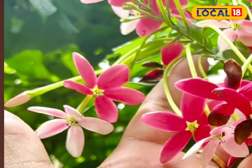 आगे कहा कि मधुमालती को प्रतिदिन कम से कम 5 से 6 घंटे तक अचानक धूप मिलनी चाहिए। यदि पुष्प छायादार स्थान पर रहेंगे तो मित्र तो खूब उगेंगे, लेकिन फूल कम आएंगे। इसलिए यह ऐसी जगह है जहां चमकती धूप दिखाई देती है - जैसे छत, खुली बालकनी या बालकनी। आगे कहा कि मधुमालती को प्रतिदिन कम से कम 5 से 6 घंटे तक अचानक धूप मिलनी चाहिए। यदि पुष्प छायादार स्थान पर रहेंगे तो मित्र तो खूब उगेंगे, लेकिन फूल कम आएंगे। इसलिए यह ऐसी जगह है जहां चमकती धूप दिखाई देती है - जैसे छत, खुली बालकनी या बालकनी।