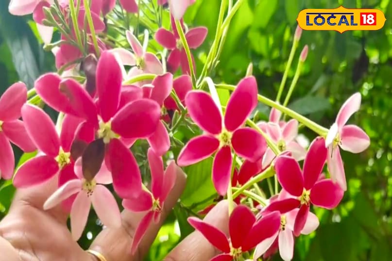 कृषि विशेषज्ञ डॉ. समाजवादी शाह ने लोकल18 को बताया कि मार्च महीने में मधुमालती के लिए क्या खास होता है। इसी समय अगर कटाई-छंटाई, खाद और मिट्टी की सही तैयारी कर ली जाए तो गर्मियों में प्रचुरताएं मिलती हैं। विशेषज्ञ के अनुसार, इस महीने की थोड़ी सी मेहनत पूरे सीज़न में रंगीन दृश्य पेश करती है। कृषि विशेषज्ञ डॉ. समाजवादी शाह ने लोकल18 को बताया कि मार्च महीने में मधुमालती के लिए क्या खास होता है। इसी समय अगर कटाई-छंटाई, खाद और मिट्टी की सही तैयारी कर ली जाए तो गर्मियों में प्रचुरताएं मिलती हैं। विशेषज्ञ के अनुसार, इस महीने की थोड़ी सी मेहनत पूरे सीज़न में रंगीन दृश्य पेश करती है।