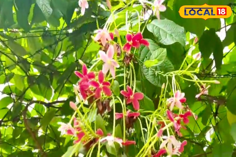 उन्होंने कहा कि मधुमालती तेजी से बढ़ने वाली बेल है, इसे दीवार बनाओ, नकली या पोल का सहारा बनाओ। कीट लीज पर नीम तेल का विवरण. अगर मार्च में ये सभी उपाय करें तो गर्मियों में आपकी मधुमालती की बेल, फूलों से लड़ेगी और घर की गुणवत्ता में कई गुना वृद्धि होगी। उन्होंने कहा कि मधुमालती तेजी से बढ़ने वाली बेल है, इसे दीवार बनाओ, नकली या पोल का सहारा बनाओ। कीट लीज पर नीम तेल का विवरण. अगर मार्च में ये सभी उपाय करें तो गर्मियों में आपकी मधुमालती की बेल, फूलों से लड़ेगी और घर की गुणवत्ता में कई गुना वृद्धि होगी।