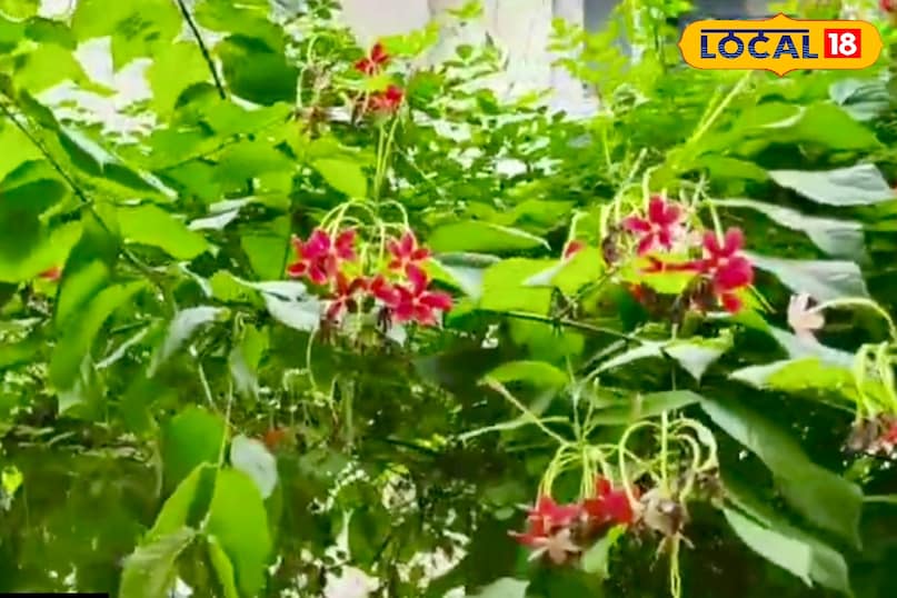 मार्च में ड्राई और पुरानी तानियों की कटिंग-छंटाई करें। इससे नई चीज़ें मिलती हैं और फूल ज़्यादातर आते हैं। अगर मूल गमले से बाहर दिख रही हूं तो बड़े गमले में ट्रांसप्लांट कर दीजिए। यह पौधा स्वस्थ रहेगा. मार्च में ड्राई और पुरानी तानियों की कटिंग-छंटाई करें। इससे नई चीज़ें मिलती हैं और फूल ज़्यादातर आते हैं। अगर मूल गमले से बाहर दिख रही हूं तो बड़े गमले में ट्रांसप्लांट कर दीजिए। यह पौधा स्वस्थ रहेगा.