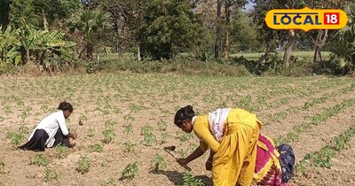 गरमा टमाटर की खेती, कम समय में होगी तैयार