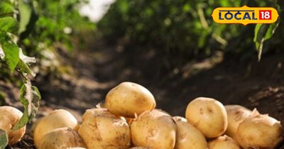 किसानों को आलू फसल में नुकसान हो रहा है.