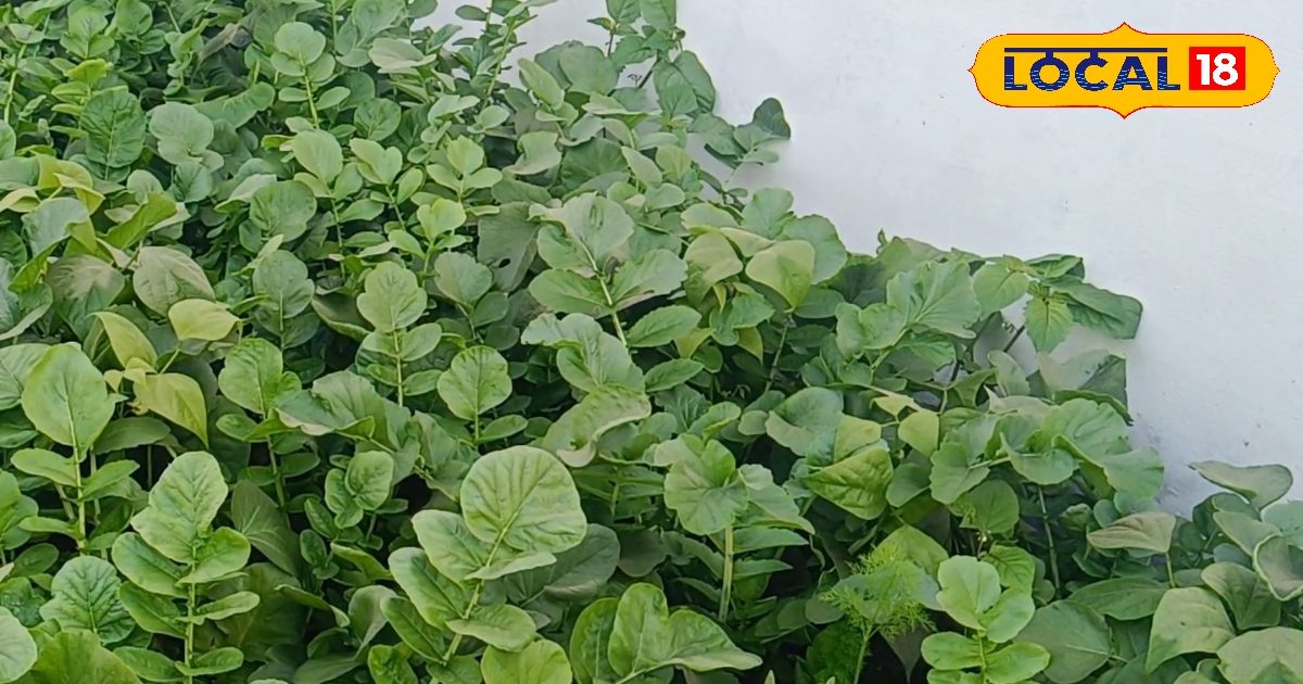 किचन गार्डनिंग का सुनहरा मौका, मार्च के पहले सप्ताह में करें ये काम, सब्जियों की हो जाएगी भरमार