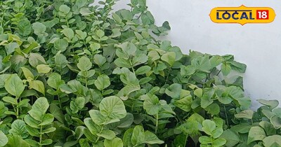 किचन गार्डन 