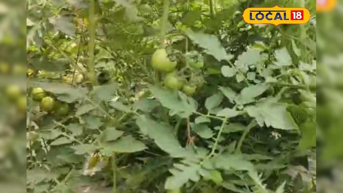 टमाटर की इस किस्म की खेती से बदलेगी किसान की किस्मत, कम लागत में हो रही बंपर पैदावार, जानें नाम