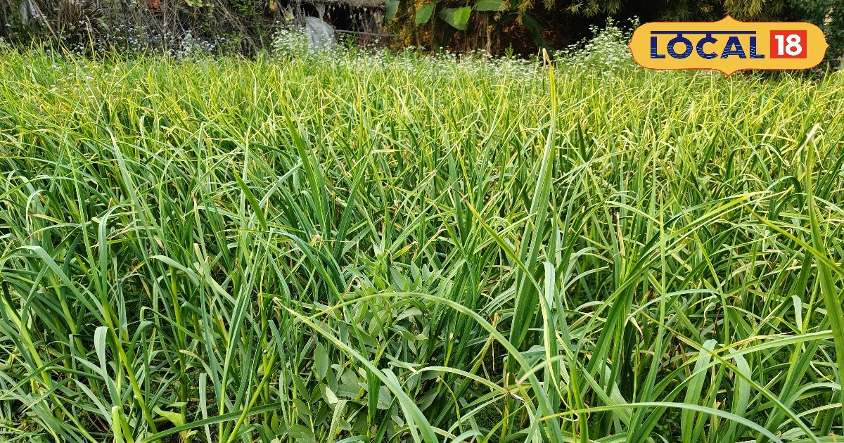 हरिओम मिश्र ने 1 बीघे में लहसुन की खेती से बदल दी किस्मत, आमदनी में आई बढ़ोतरी हरिओम मिश्र ने 1 बीघे में लहसुन की खेती से बदल दी किस्मत, आमदनी में आई बढ़ोतरी