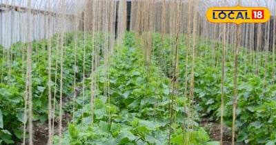 खीरे की खेती