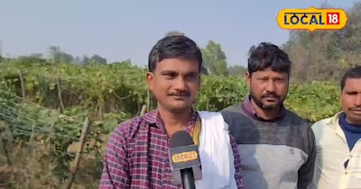 Farmers Boost Profits: Durable Trellis Poles Last 10 Years, End Bamboo Replacement Hassle