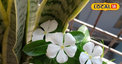 शिवजी के प्रिय सफ़ेद फूल