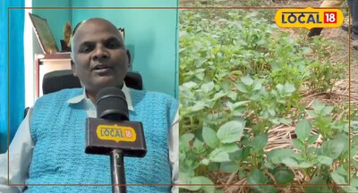 Cultivate Sesame in Fallow Fields: Bumper Yield, Millions in Earnings with Less Water!