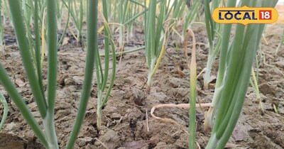 प्याज के पौधे 